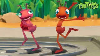 🐜Antiks- Insane in the Drain| Animals for Kids| Animal Cartoons| Funny Cartoons |Learn about Animals
