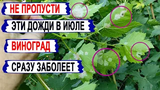 🍇 ЭТО БОЛЯЧКИ появляется на ВИНОГРАДЕ СРАЗУ после ДОЖДЕЙ  У НАС всего ПАРА ДНЕЙ чтобы ИХ избежать.