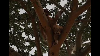Tree Climbing Lions in Ishasha Sector, Queen Elizabeth National Park in Uganda