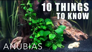 10 Things Everyone Should Know About ANUBIAS! | I 💚 Anubias!