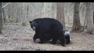 Black Bear hunting in Saskatchewan.