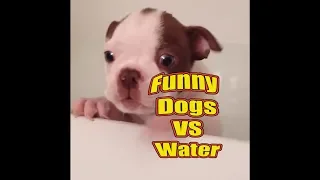 TRY NOT TO LAUGH | Dogs... 🐶💦🐕 | Funny Videos November 2018