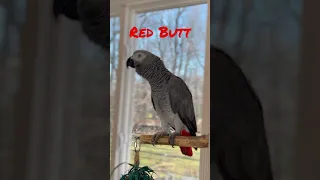 Symon the African Grey Baby Parrot says Red Butt🤣🤣 #babyparrot #talkingparrot #funnyparrot #cag