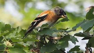 1061023金山花雀（Fringilla montifringilla）享用台灣三角楓的翅果