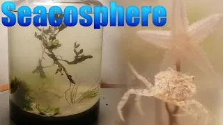 Huge Natural Saltwater Ecosphere - Starfish, crabs and a lot more...