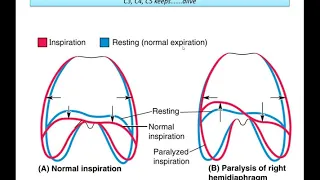 Thoracic Wall, Lungs and Pleura