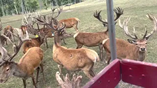 Rolling Hills Red Deer Farm “Big Bucks”  Tractor Tour, just outside Knoebels.  Catawissa Tourism