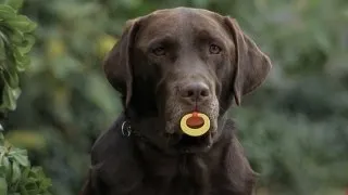 Dog Steals Pacifier from Baby's Mouth