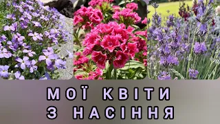 Мої квіти з насіння ч.2  | квітучий сад своїми руками