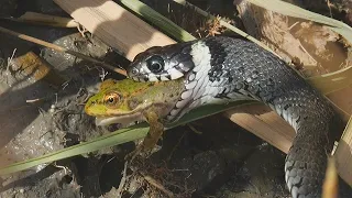 Grass snakes catching small frogs / Ringelnattern fangen kleine Frösche