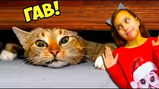 СМОТРИ ЛУЧШИЕ СМЕШНЫЕ КОТЫ и СОБАКИ! НЕ ЗАСМЕЙСЯ ЧЕЛЛЕНДЖ! Funny Cats Попробуй не смеяться Валеришка