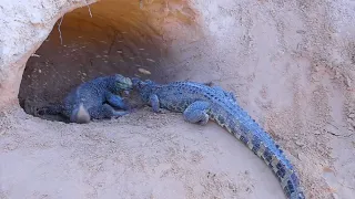 Komodo Dragon Fighting with Crocodile, Protecting Eggs