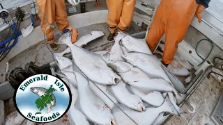 Measuring Fish and Hauling the Second Set - Halibut Longline Start to Finish