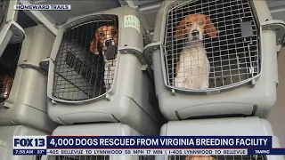 4,000 beagles rescued from a breeding facility in Virginia | FOX 13 Seattle