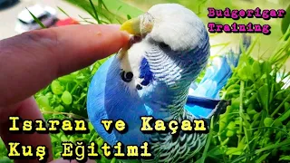 Kuşun Isırıyor ve Kaçıyorsa Çözüm Burda | Isıran ve Kaçan Muhabbet Kuşu Eğitimi Ele Alıştırma