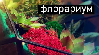 ФЛОРАРИУМ с суккулентами своими руками.