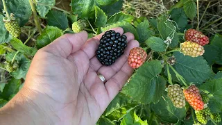 The best Blackberry Plant for the south.