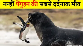 जब पेंगुइन दर्नाक मौत मरी  Penguins Killed Savage And Becoming Prey For Other Animals