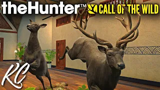 Completing an INSANE Multimount! Melanistic, Piebald & Diamond Red Deer! | Call of the Wild