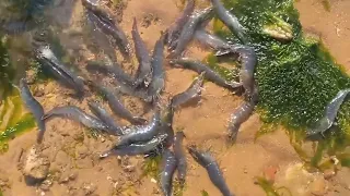 There are many large shrimps stranded on the beach! And giant monkfish!