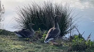 I’ve got no idea what’s going on with these geese…