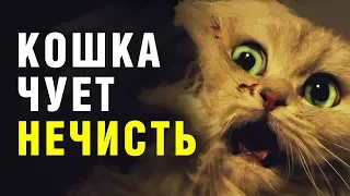 КОШКА ПОЧУВСТВОВАЛА НЕЧИСТУЮ СИЛУ – животные, нечистая сила, кошка