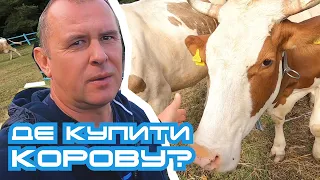 Де купити корову? Голштин для приватного сектору | Травецький