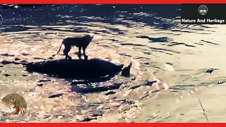 Lion Surrounded by 40 Crocodiles. #NatureAndHeritage🐯. |Wildlife's| |African Safari| |Short's|