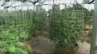 Regulators prepare for potential marijuana legalization in NC