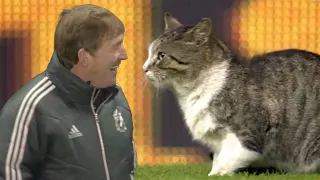 The Anfield Cat 🐈😹