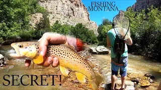 FLY FISHING a SECRET Canyon Creek!! (Fishing Montana)