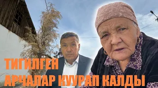 Баткен: куураган арчаларга ким жооптуу?