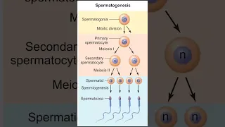 Gametogenesis | Spermatogenesis | Oogenesis