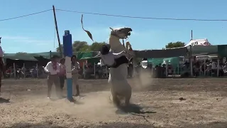 Jineteadas Ruedo Clina Limpia Fiesta de la Amistad 2023 ESTRENO