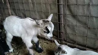 Cute baby cute goat 🐐