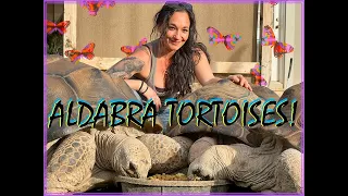 You need one of these in your life!! -  Aldabra Tortoises