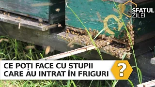 Ce poti face cu stupii care au intrat in friguri