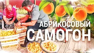 Самогон из абрикосов / Абрикосовый дистиллят.