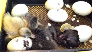 Watch baby duckling hatch