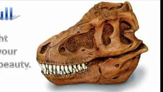 Dinosaur Skulls for Sale from Your Museum Store