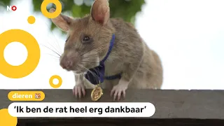 Rat Magawa is dood, hij kon mijnen opsporen