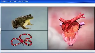 CBSE Class 11 Biology || Body Fluids and Circulation || Full Chapter || By Shiksha House