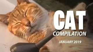 Funny Cat Compilation - Funny Animals Videos | January 2019