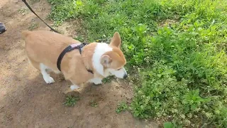 웰시코기 (corgi)  산책~~