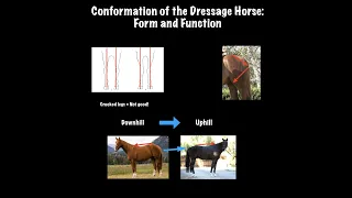 Dressage Horse Conformation: Form and Function