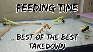 feeding time best of the best takedown