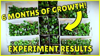 Amazing Anubias Growth Results in My Emersed Plant Setup!