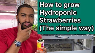 How to grow hydroponic strawberries (easy)