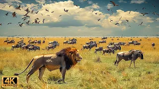 Our Planet | 4K African Wildlife - Great Migration from the Serengeti to the Maasai Mara, Kenya #44
