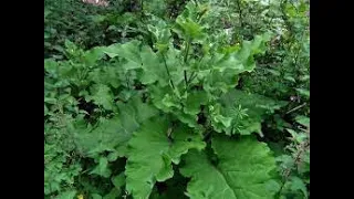 Herb of the Week: Burdock